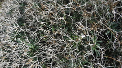 Centaurea spinosa