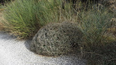 Centaurea spinosa