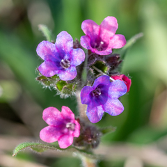 Pulmonaria longifolia