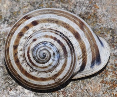 Iberus gualtieranus mariae