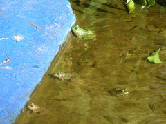 Pelophylax saharicus