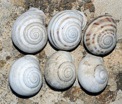 Iberus gualtieranus mariae