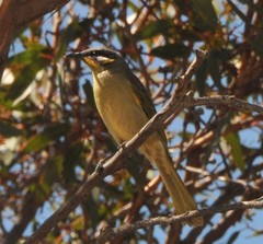 Lichenostomus cratitius