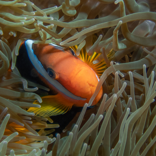 Cinnamon clownfish