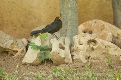 Turdus merula