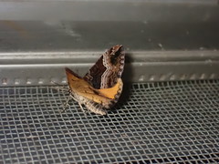 Chrysolarentia lucidulata