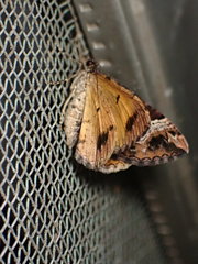 Chrysolarentia lucidulata