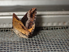Chrysolarentia lucidulata