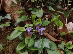 Viola alba dehnhardtii