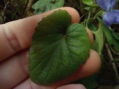 Viola alba dehnhardtii