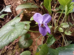 Viola alba dehnhardtii