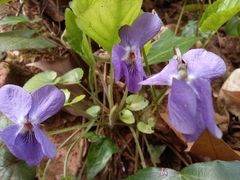 Viola alba dehnhardtii