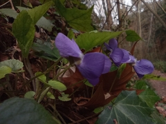 Viola alba dehnhardtii