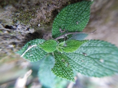 Boehmeria pilosiuscula