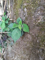 Boehmeria pilosiuscula
