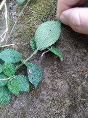 Boehmeria pilosiuscula