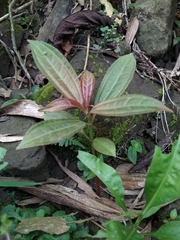 Pilea rotundinucula