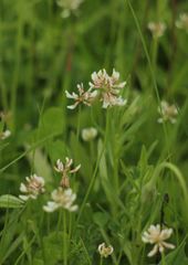 Trifolium repens
