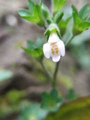 Mazus goodenifolius