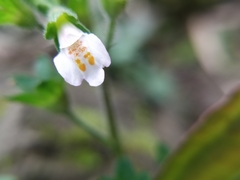 Mazus goodenifolius