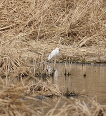 Egretta garzetta