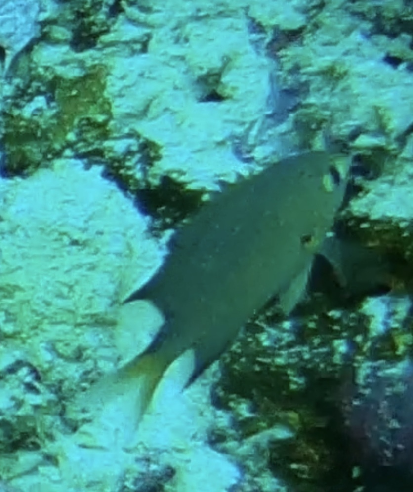 Darkfin Chromis