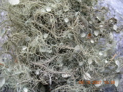 Usnea florida