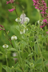 Trifolium montanum
