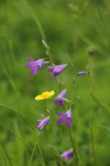 Campanula patula