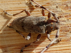 Acanthocinus aedilis