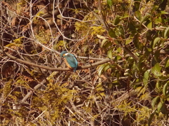 Alcedo atthis