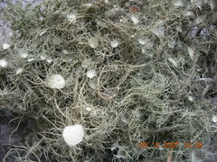 Usnea florida