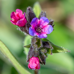 Pulmonaria longifolia