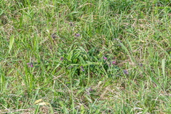 Pulmonaria longifolia