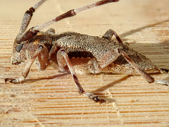 Acanthocinus aedilis