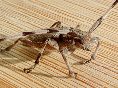 Acanthocinus aedilis