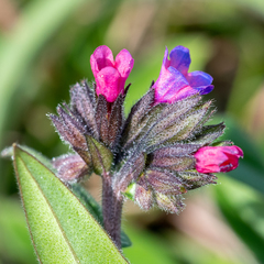 Pulmonaria longifolia