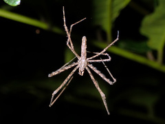 Menneus neocaledonicus