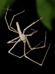 Menneus neocaledonicus