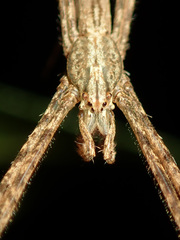 Menneus neocaledonicus