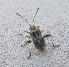 Stictopleurus scutellaris