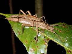 Canachus