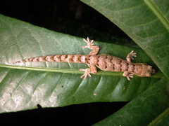 Bavayia