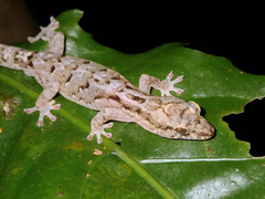 Bavayia