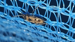 Caprochromus moerens