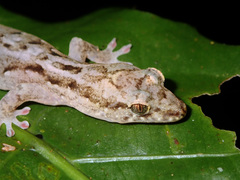 Bavayia