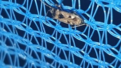 Caprochromus moerens