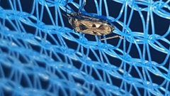 Caprochromus moerens