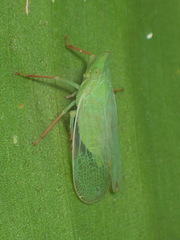 Rhynchomitra recurva