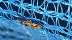 Caprochromus moerens